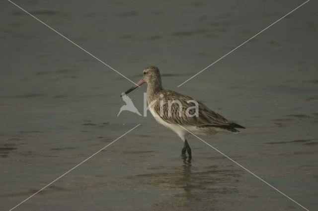 Bar-tailed Godwit (Limosa lapponica)