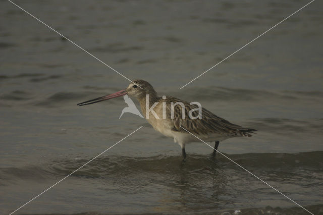 Bar-tailed Godwit (Limosa lapponica)