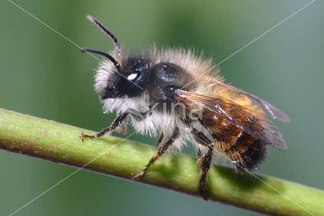 Rosse metselbij (Osmia rufa)