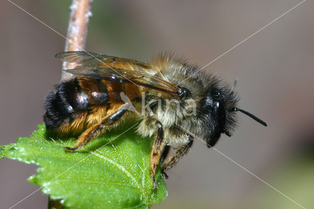 Rosse metselbij (Osmia rufa)