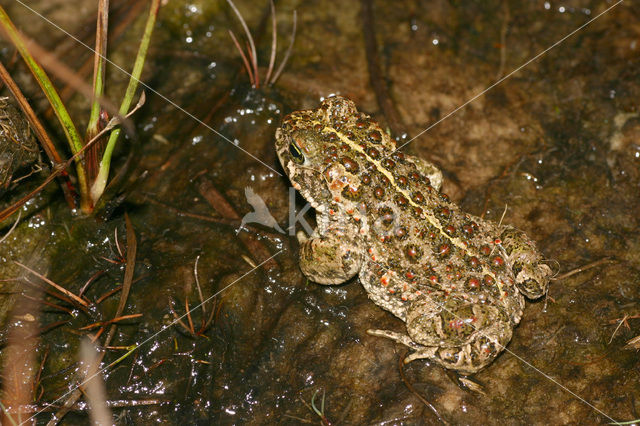Natterjack toad (Bufo calamita