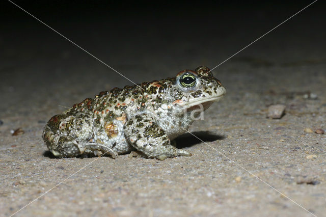 Natterjack toad (Bufo calamita