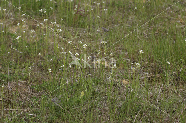 Ruige scheefkelk (Arabis hirsuta)