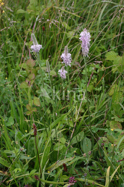 Hoary Plantain (Plantago media)