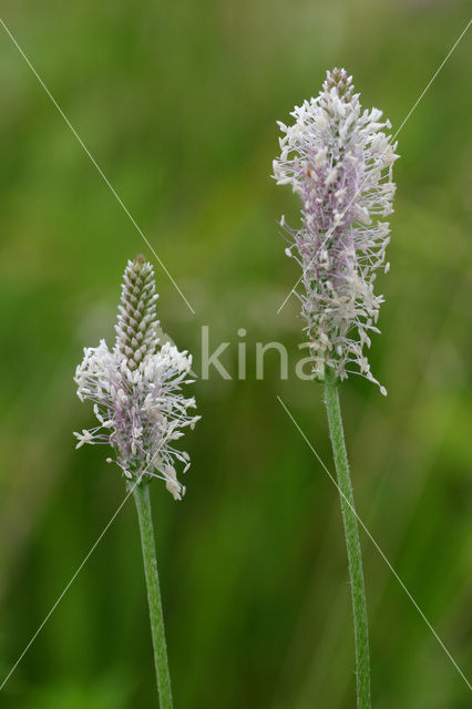 Hoary Plantain (Plantago media)