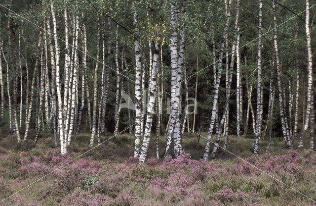 Ruwe berk (Betula pendula)