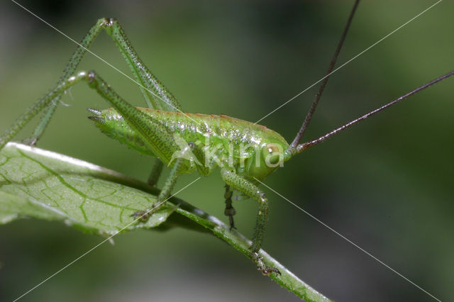 Bush-cricket