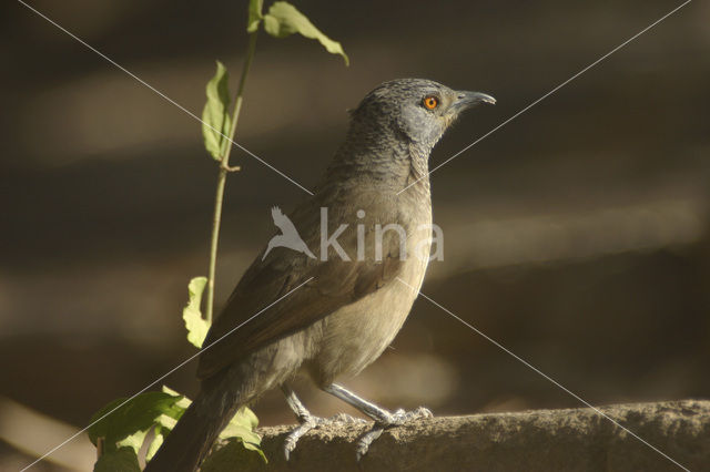 Sahelbabbelaar (Turdoides plebejus)