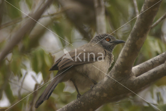 Brown Babbler (Turdoides plebejus)