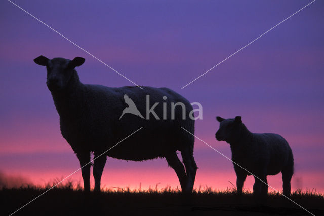 sheep (Ovis spec.)