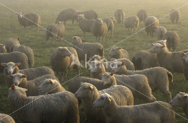 sheep (Ovis spec.)