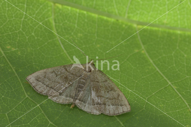 Shaded Fan-foot (Herminia tarsicrinalis)