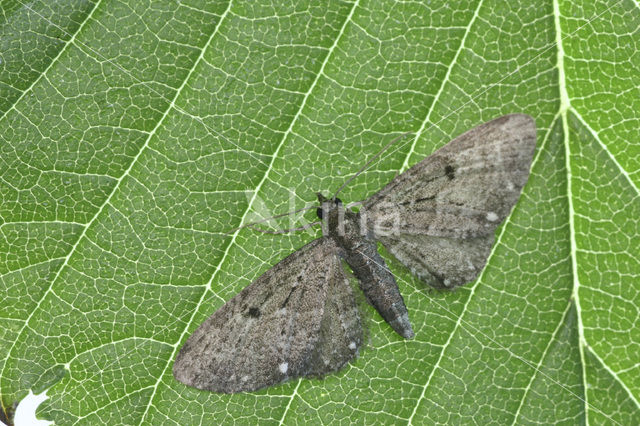 White-spotted Pug (Eupithecia tripunctaria)