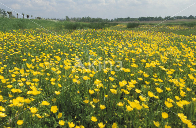 Meadow Buttercup (Ranunculus acris)