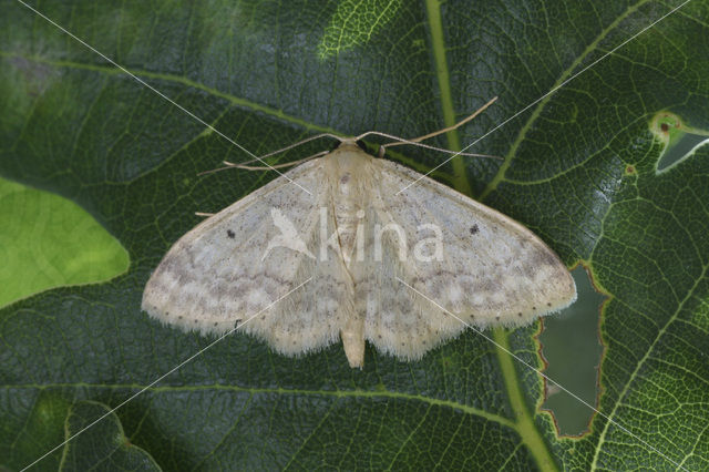 Small Fan-footed Wave (Idaea biselata)