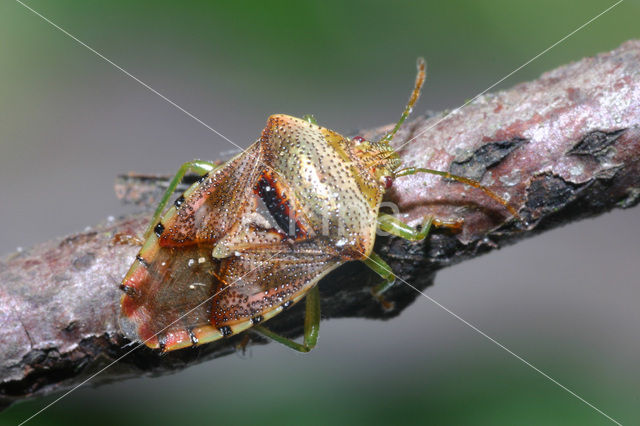Parent Bug (Elasmucha grisea)