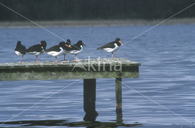 Scholekster (Haematopus ostralegus)