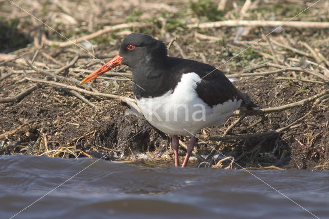 Oystercatcher (Haematopus ostralegus)