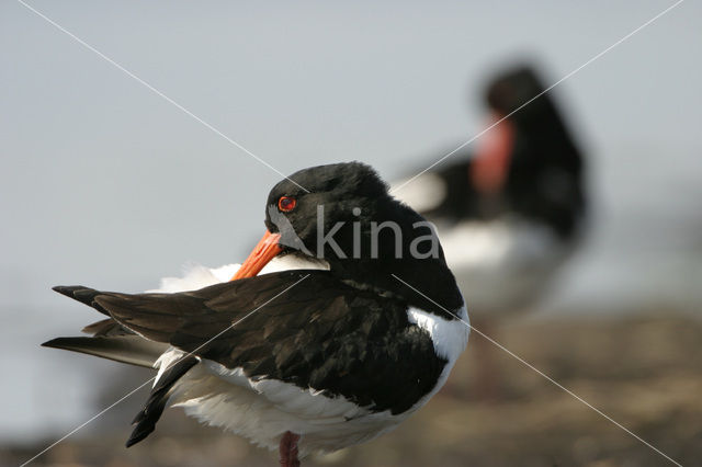 Oystercatcher (Haematopus ostralegus)
