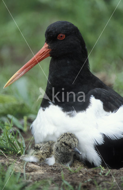 Oystercatcher (Haematopus ostralegus)