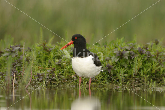 Oystercatcher (Haematopus ostralegus)