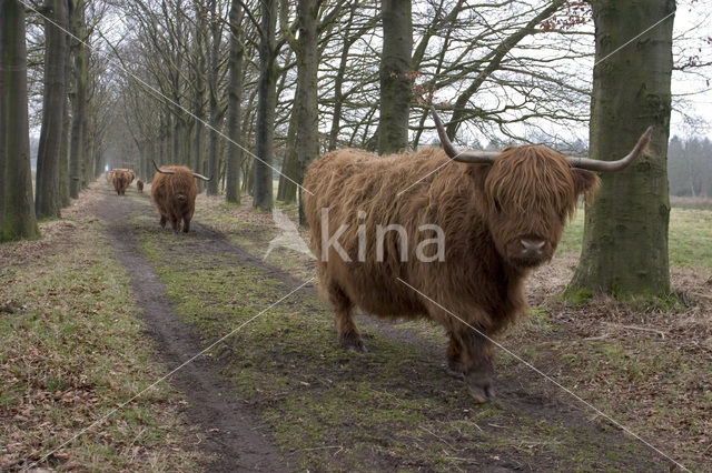 Highland Cow (Bos domesticus)