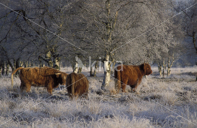 Highland Cow (Bos domesticus)