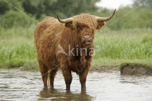 Highland Cow (Bos domesticus)