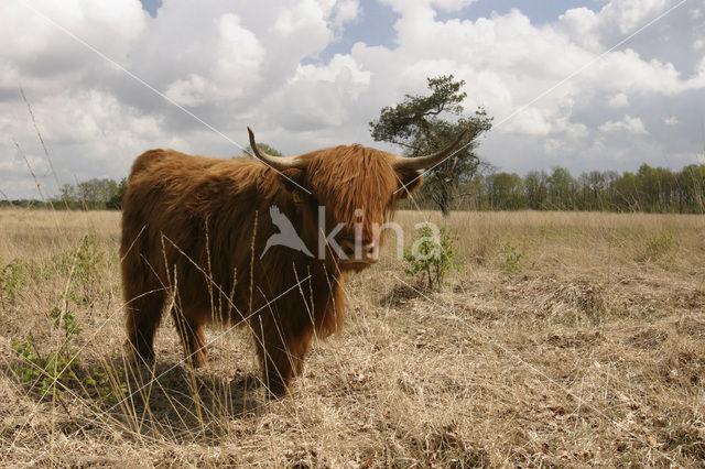 Highland Cow (Bos domesticus)