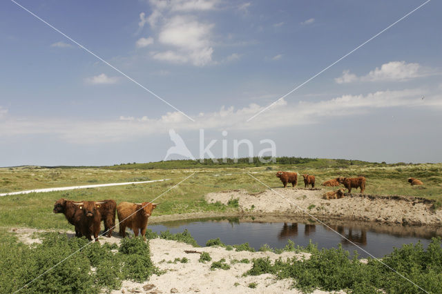 Highland Cow (Bos domesticus)