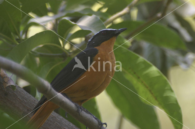 White-crowned Robin-Chat (Cossypha albicapilla)