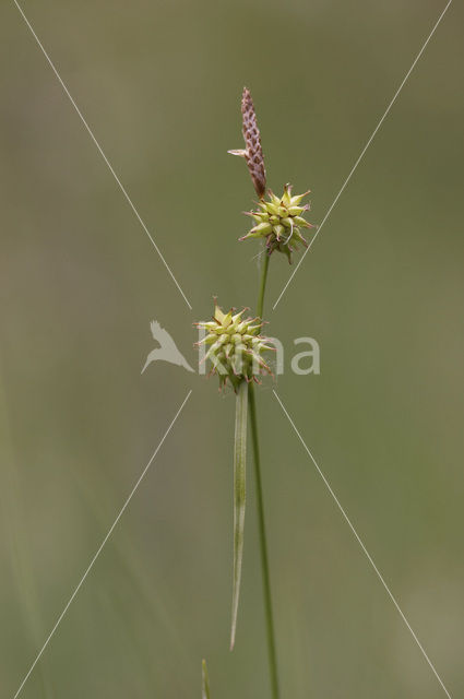 Long-stalked Yellow-sedge (Carex lepidocarpa)