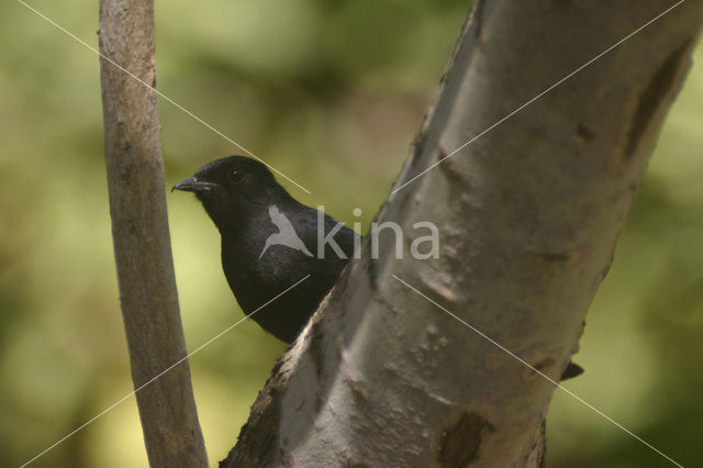 Northern Black-Flycatcher (Melaenornis edolioides)