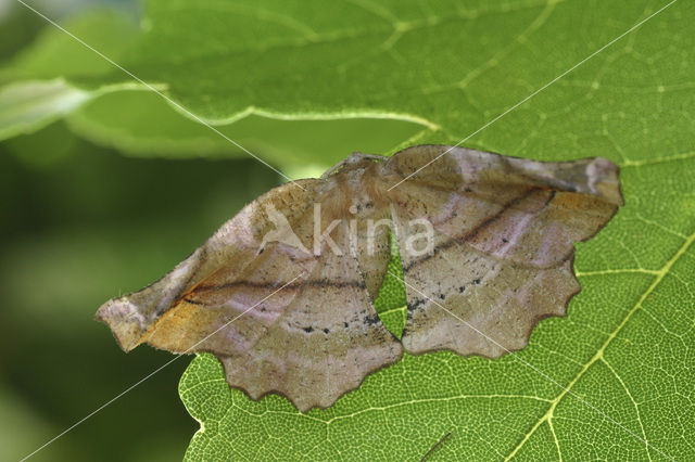 Seringenvlinder (Apeira syringaria)