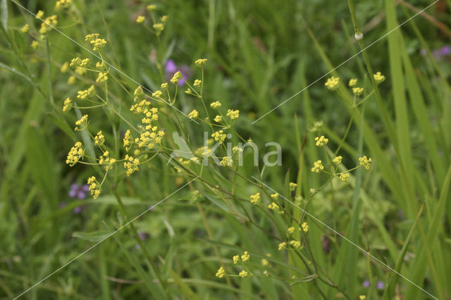 Sikkelgoudscherm (Bupleurum falcatum)