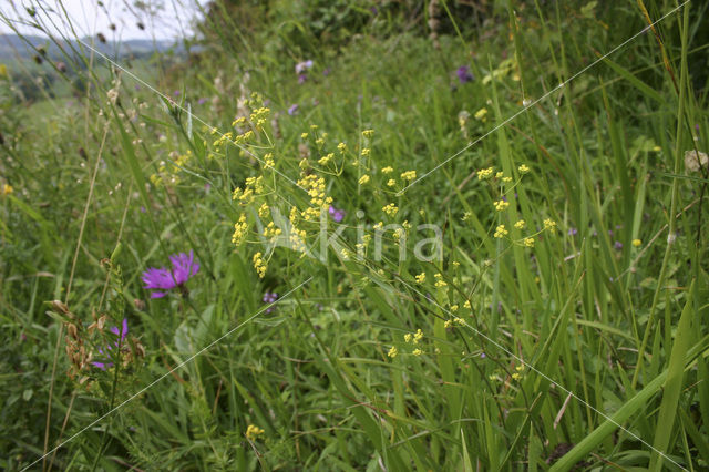 Sikkelgoudscherm (Bupleurum falcatum)