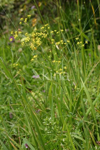 Sikkelgoudscherm (Bupleurum falcatum)