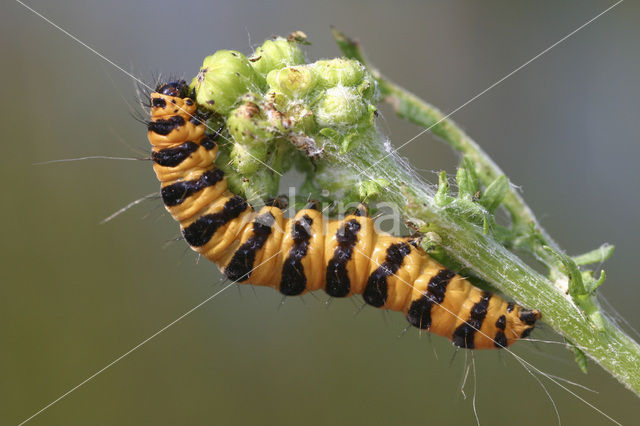 The Cinnabar (Tyria jacobaeae)