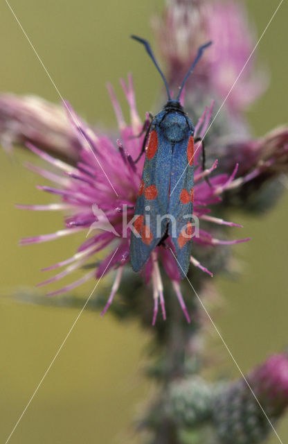 Sint-Jansvlinder (Zygaena filipendulae)