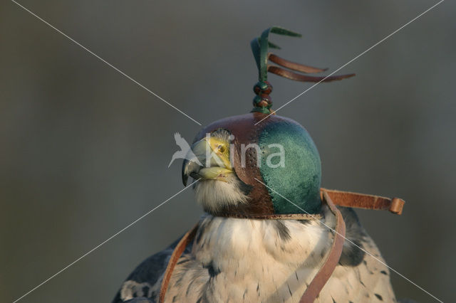Peregrine Falcon (Falco peregrinus)