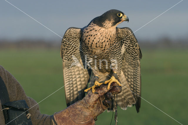 Slechtvalk (Falco peregrinus)