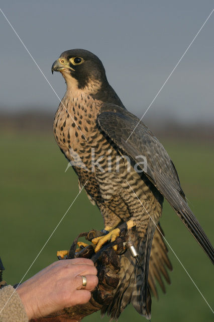 Slechtvalk (Falco peregrinus)