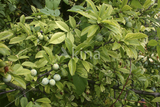 Sleedoorn (Prunus spinosa)