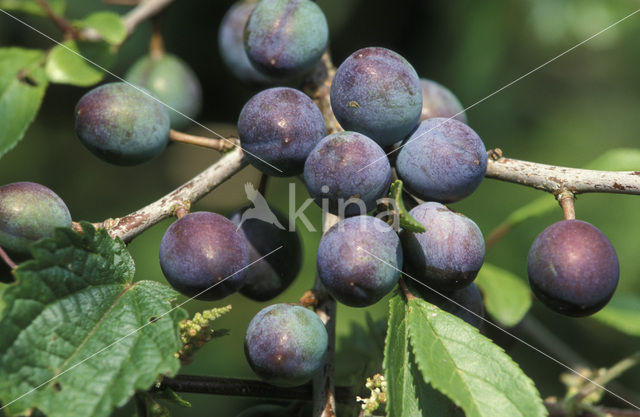 Sloe