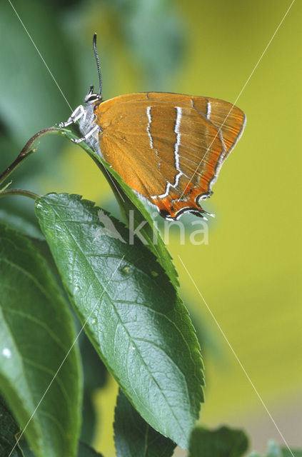 Brown Hairstreak (Thecla betulae)