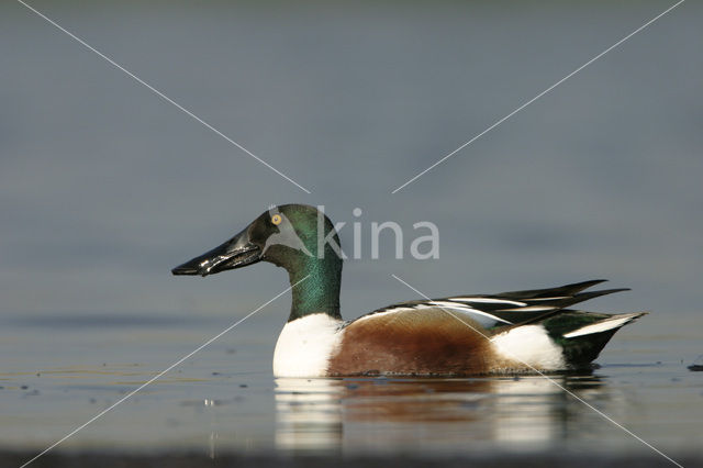 Slobeend (Anas clypeata)