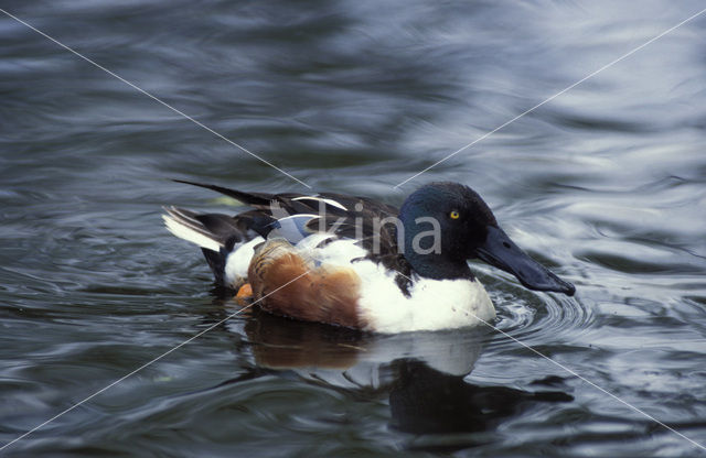 Slobeend (Anas clypeata)