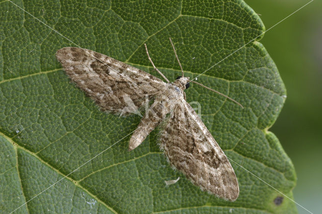 Narrow-winged Pug (Eupithecia nanata)