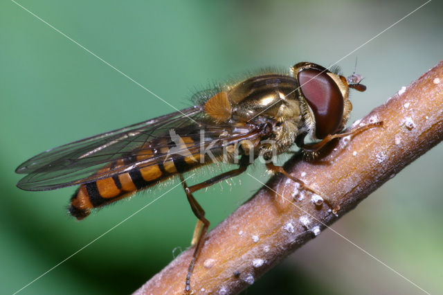 Marmelade Fly (Episyrphus balteatus)