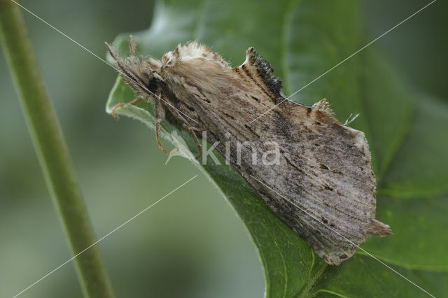 Pale Prominent (Pterostoma palpina)